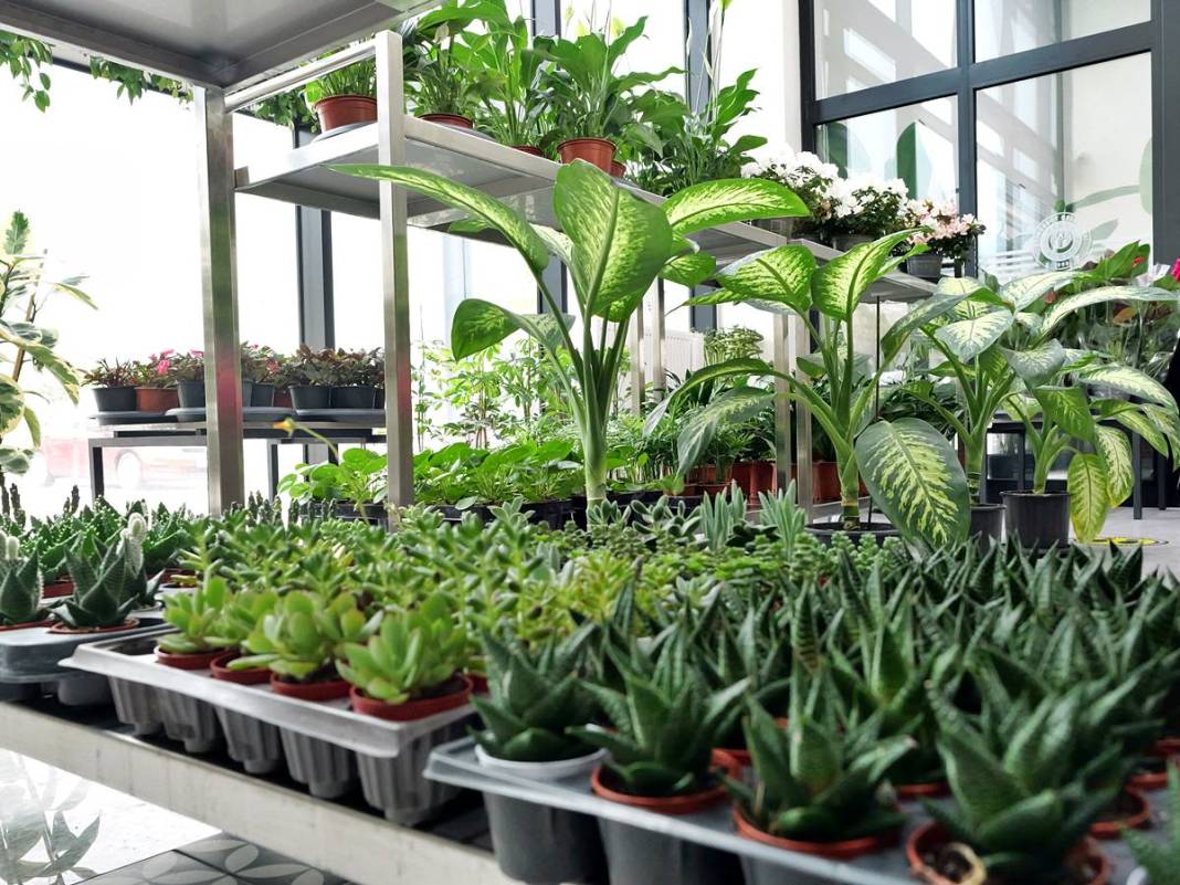 Etimesgut'ta çiçekler yeniden açıyor! Çiçek Hastanesi tam not aldı 9